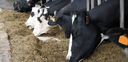 Kühe beim Heu fressen im Stall