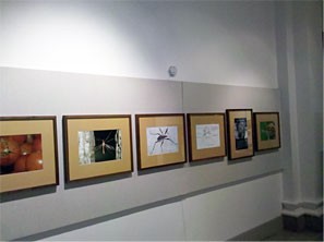 Bilder in Museum